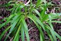 سوسن آفریقایی ، Common Agapanthus ، Blue Lily ، Lily of the Nile